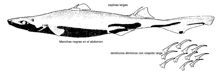 Etmopterus spinax_01.jpg